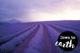 Eco Lifestyle und grün leben: Der Duft von Lavendel: Die Geschichte einer Heilpflanze