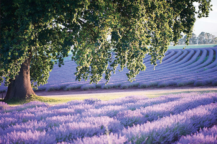 Peppermynta-Lavendel-Farm-Neuseeland-Bridgestowe_2