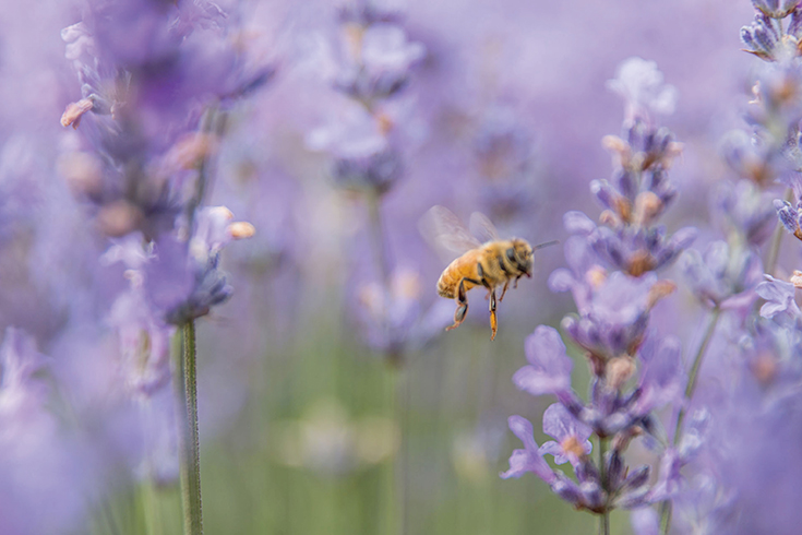 Peppermynta-Lavendel-Farm-Neuseeland-Bridgestowe_4