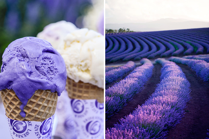 Peppermynta-Lavendel-Farm-Neuseeland-Bridgestowe_5