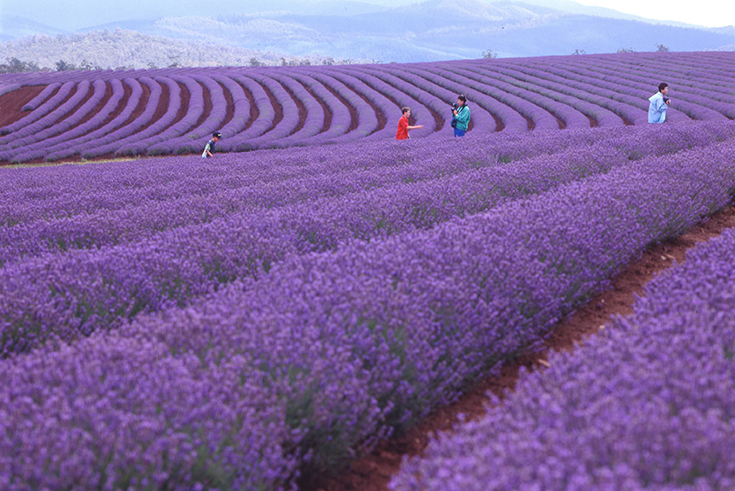 Peppermynta-Lavendel-Farm-Neuseeland-Bridgestowe_7