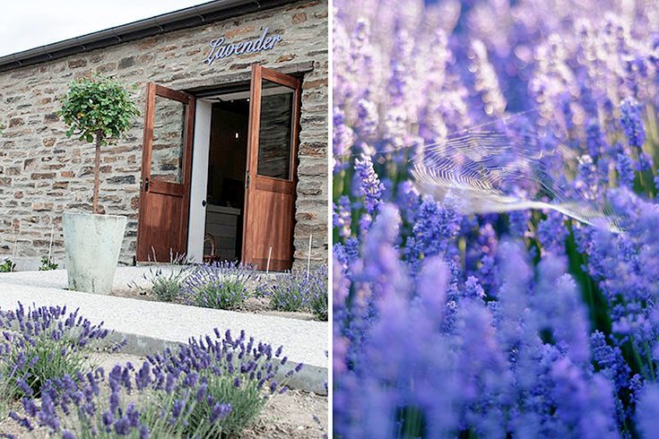 Peppermynta-Lavendel-Wanaka-Lavender-Farm-Neuseeland_1