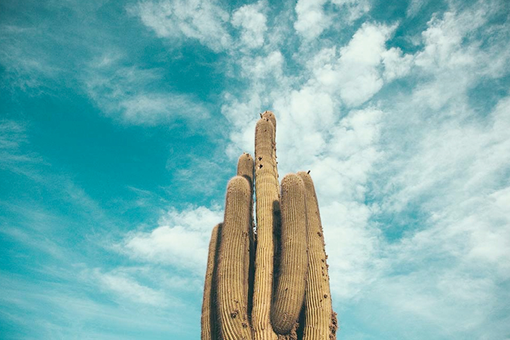 Peppermynta-Pampa-Rugs-Teppich-Argentinien_10