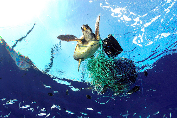 Peppermynta-Peppermint-Greenpeace-Naturschutz-Meer-Schildkröte-Plastik_1