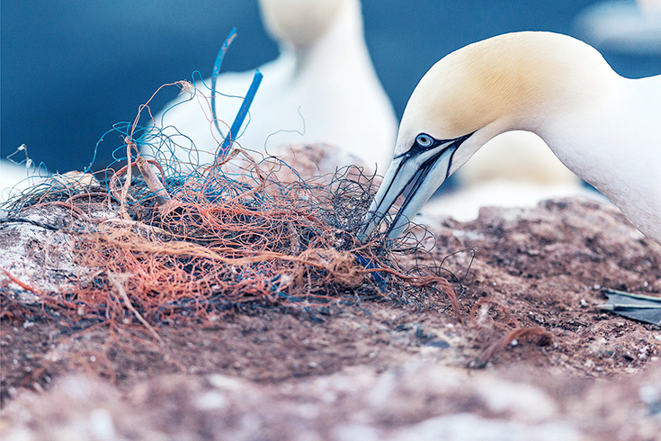 Peppermynta-Peppermint-Greenpeace-Naturschutz-Wattenmeer-Nordsee-Basstölpel