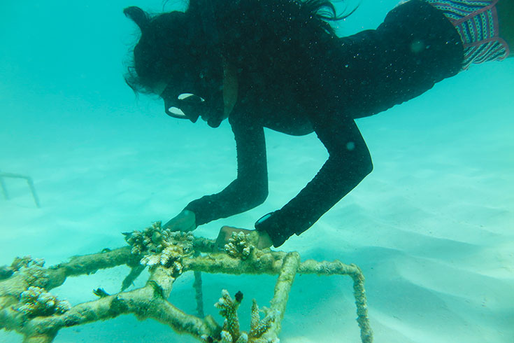 Korallensterben auf den Malediven – Wie kann man die Korallen noch retten? Bedrohte Riffe durch Klimawandel und Korallenbleiche. Tote Korallen, Korallenaufforstung. Korallenfreundliche Sonnencreme benutzen: reef save, coral friendly