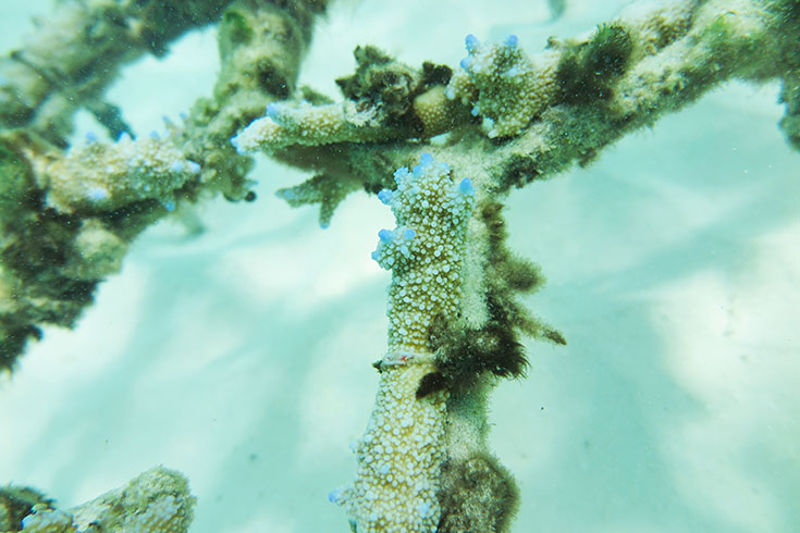 Korallensterben auf den Malediven – Wie kann man die Korallen noch retten? Bedrohte Riffe durch Klimawandel und Korallenbleiche. Tote Korallen, Korallenaufforstung. Korallenfreundliche Sonnencreme benutzen: reef save, coral friendly