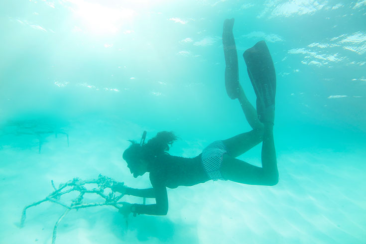 Korallensterben auf den Malediven – Wie kann man die Korallen noch retten? Bedrohte Riffe durch Klimawandel und Korallenbleiche. Tote Korallen, Korallenaufforstung. Korallenfreundliche Sonnencreme benutzen: reef save, coral friendly
