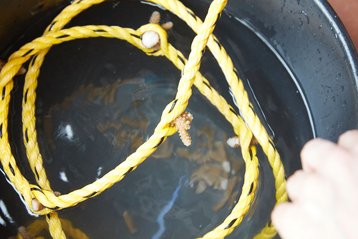 Eco-Lifestyle-Malediven-Eco-Luxury-Resort-Gili-Lankanfushi-Korallen-Bleiche-Sterben-Korallensterben-Coral-Lines-Project