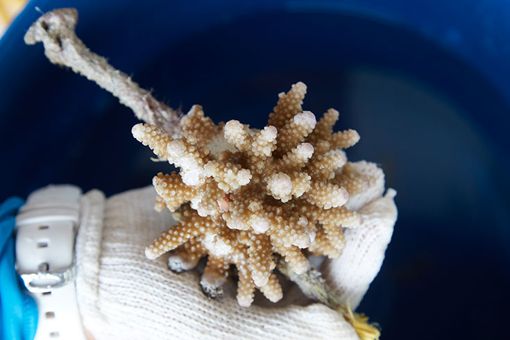 Eco-Lifestyle-Malediven-Eco-Luxury-Resort-Gili-Lankanfushi-Korallen-Bleiche-Sterben-Korallensterben-Coral-Lines-Project