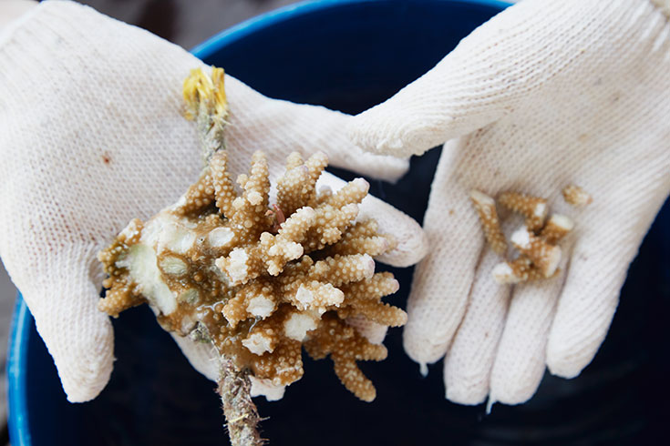 Eco-Lifestyle-Malediven-Eco-Luxury-Resort-Gili-Lankanfushi-Korallen-Bleiche-Sterben-Korallensterben-Coral-Lines-Project