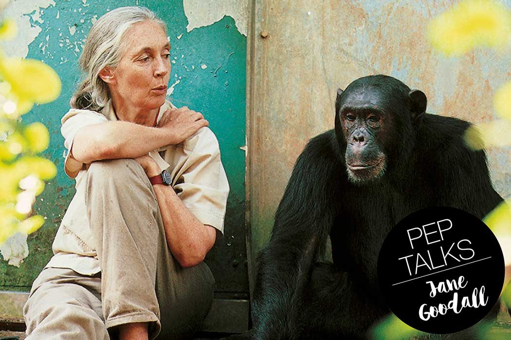 Reasons for Hope – ein Interview mit Primatenforscherin Jane Goodall