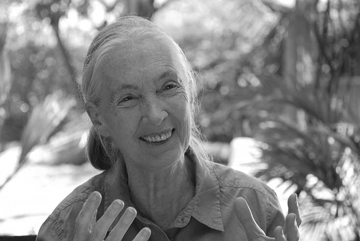 Reasons for Hope – ein Interview mit Primatenforscherin Jane Goodall