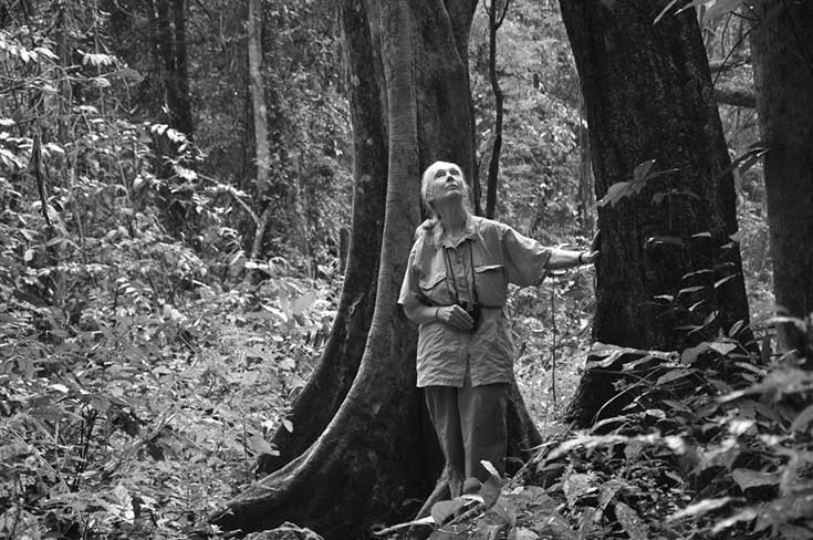 Reasons for Hope – ein Interview mit Primatenforscherin Jane Goodall