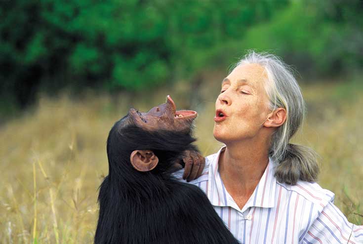 Reasons for Hope – ein Interview mit Primatenforscherin Jane Goodall