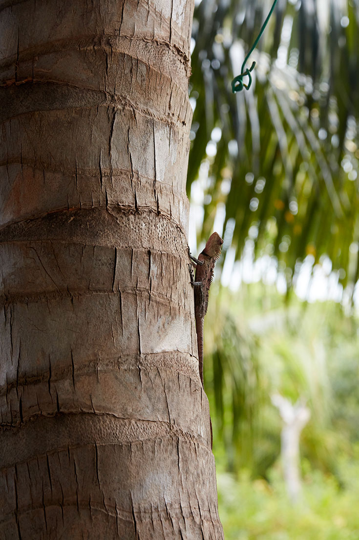 Eco-Lifestyle-Reethi-Faru-Resort-Malediven-Green-Pearls-nachhaltiges-Reisen