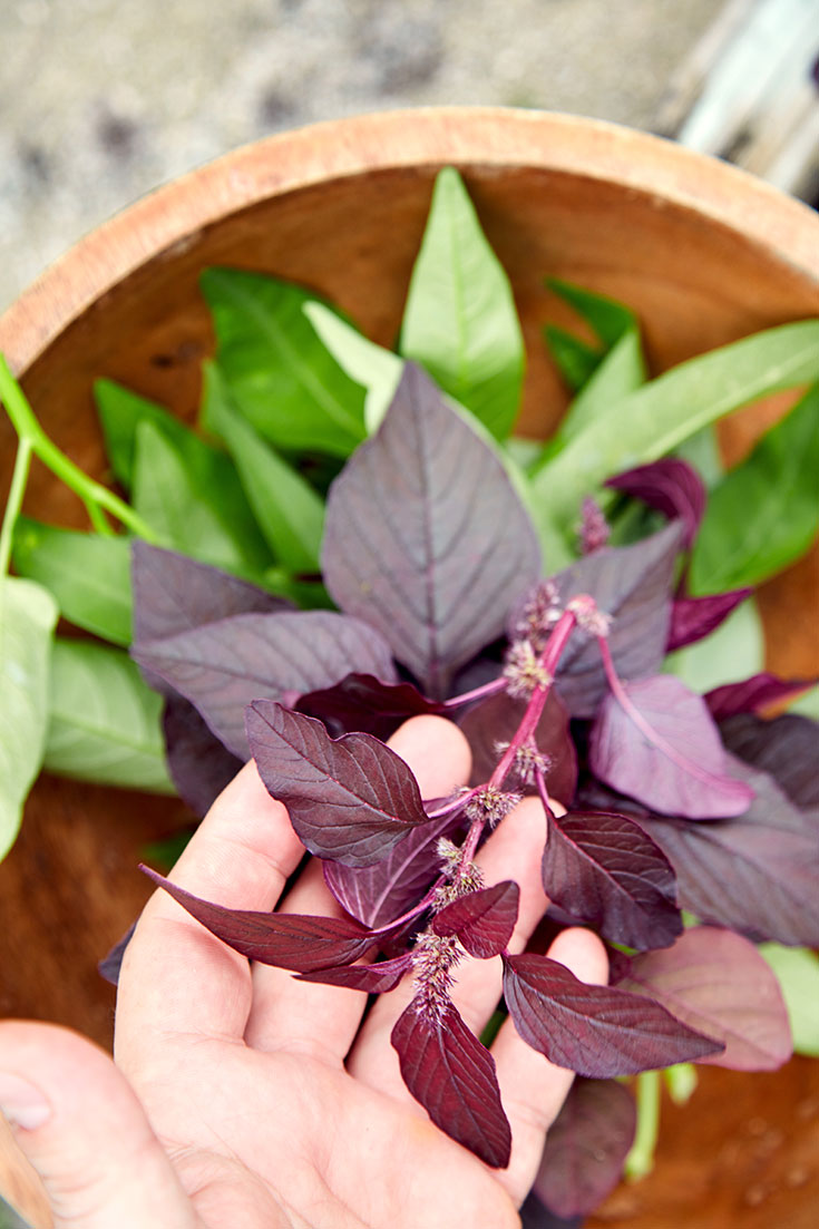 Peppermynta-Peppermint-Eco-Lifestyle-Gili-Lankanfushi-Malediven-Öko-Luxus-Resort-nachhaltig-reisen