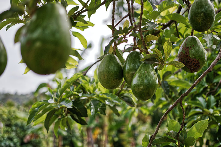 Crowdfarming – Umweltfreundliche und nachhaltige Avocados aus Spanien / Europa, kein hoher Wasserverbrauch, keine schlechte Umwelbilanz mehr
