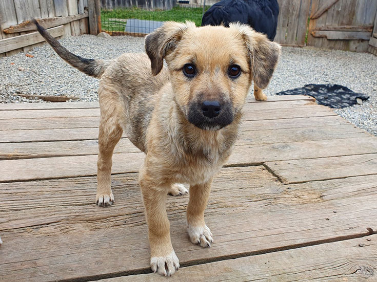 Einen Tierschutzhund adoptieren? Unsere Erfahrungen mit Hunden aus dem Ausland. Einen Tierschutzhund adoptieren – Worauf du achten solltest. Wie erkenne ich eine verantwortungsvolle Tierschutzorganisation? Unsere Empfehlungen für seriöse Tierschutzorganisationen im Ausland: Animal Rescue Algarve und Freundeskreis BrunoPet können wir empfehlen. 