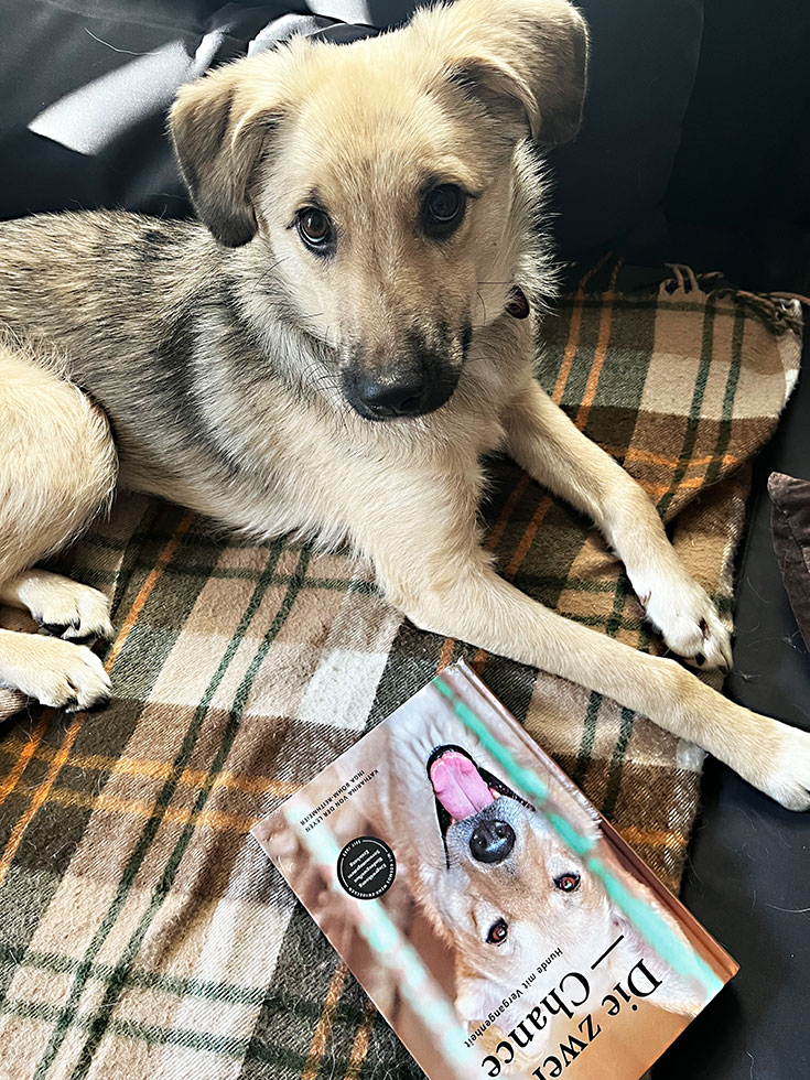 Einen Tierschutzhund adoptieren? Unsere Erfahrungen mit Hunden aus dem Ausland. Einen Tierschutzhund adoptieren – Worauf du achten solltest. Wie erkenne ich eine verantwortungsvolle Tierschutzorganisation? Unsere Empfehlungen für seriöse Tierschutzorganisationen im Ausland: Animal Rescue Algarve und Freundeskreis BrunoPet können wir empfehlen. 