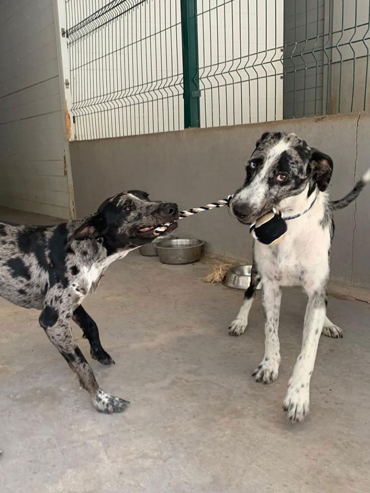 Einen Tierschutzhund adoptieren? Unsere Erfahrungen mit Hunden aus dem Ausland. Einen Tierschutzhund adoptieren – Worauf du achten solltest. Wie erkenne ich eine verantwortungsvolle Tierschutzorganisation? Unsere Empfehlungen für seriöse Tierschutzorganisationen im Ausland: Animal Rescue Algarve und Freundeskreis BrunoPet können wir empfehlen. 