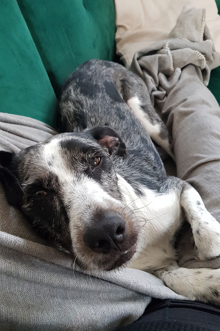 Einen Tierschutzhund adoptieren? Unsere Erfahrungen mit Hunden aus dem Ausland. Einen Tierschutzhund adoptieren – Worauf du achten solltest. Wie erkenne ich eine verantwortungsvolle Tierschutzorganisation? Unsere Empfehlungen für seriöse Tierschutzorganisationen im Ausland: Animal Rescue Algarve und Freundeskreis BrunoPet können wir empfehlen. 