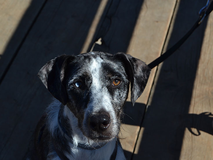 Einen Tierschutzhund adoptieren? Unsere Erfahrungen mit Hunden aus dem Ausland. Einen Tierschutzhund adoptieren – Worauf du achten solltest. Wie erkenne ich eine verantwortungsvolle Tierschutzorganisation? Unsere Empfehlungen für seriöse Tierschutzorganisationen im Ausland: Animal Rescue Algarve und Freundeskreis BrunoPet können wir empfehlen. 