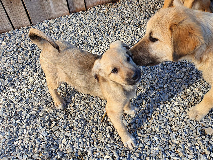 Einen Tierschutzhund adoptieren? Unsere Erfahrungen mit Hunden aus dem Ausland. Einen Tierschutzhund adoptieren – Worauf du achten solltest. Wie erkenne ich eine verantwortungsvolle Tierschutzorganisation? Unsere Empfehlungen für seriöse Tierschutzorganisationen im Ausland: Animal Rescue Algarve und Freundeskreis BrunoPet können wir empfehlen. 