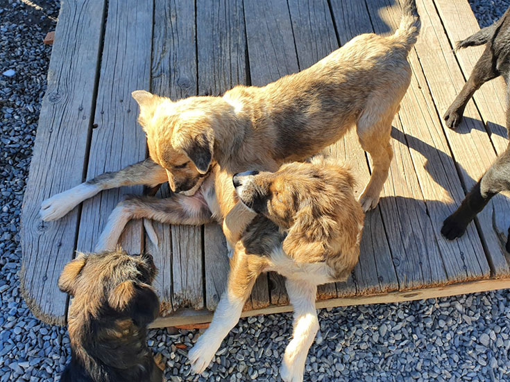 Einen Tierschutzhund adoptieren? Unsere Erfahrungen mit Hunden aus dem Ausland. Einen Tierschutzhund adoptieren – Worauf du achten solltest. Wie erkenne ich eine verantwortungsvolle Tierschutzorganisation? Unsere Empfehlungen für seriöse Tierschutzorganisationen im Ausland: Animal Rescue Algarve und Freundeskreis BrunoPet können wir empfehlen. 